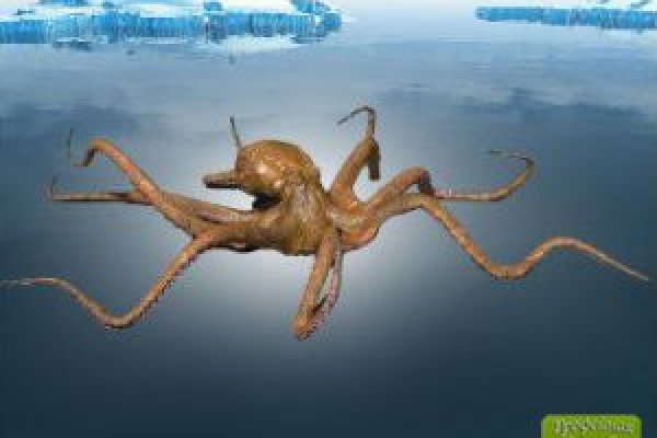 Kraken url